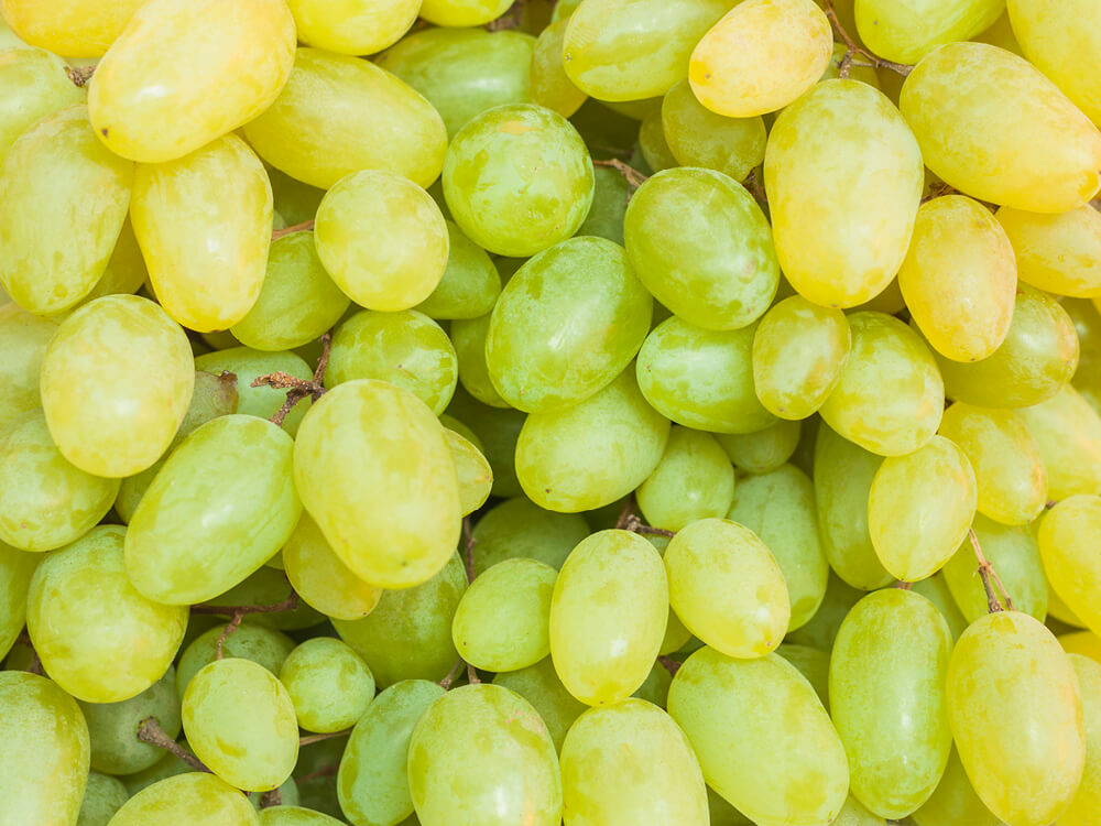 IDEAI-UPC AI4Agriculture – Grape quality and yield estimation - CIDAI